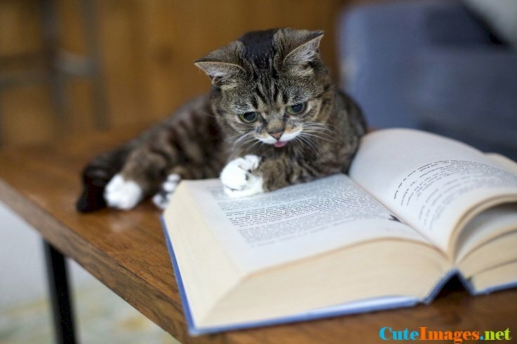 Hình ảnh mèo chống tay đọc sách chăm chỉ