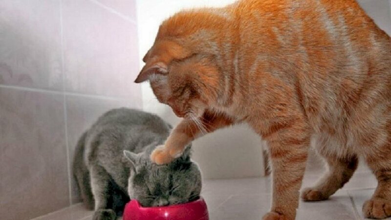 Hình ảnh mèo bị ấn đầu vào bát ăn dìm hàng