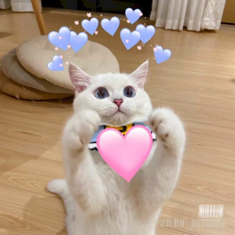 Tổng hợp 500+ meme cute ảnh mèo edit trái tim hài hước và dễ thương