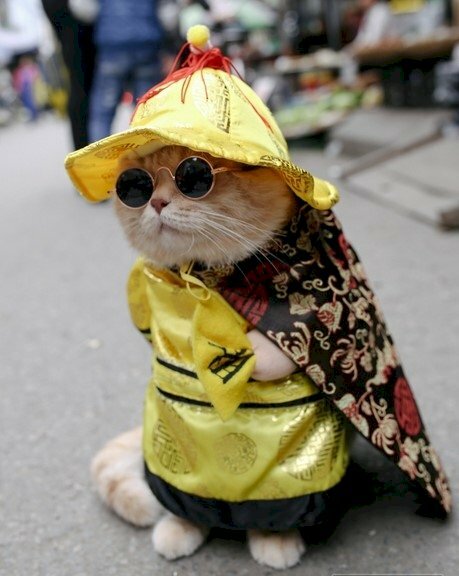 Hình ảnh mèo hoàng thượng đeo kính ngầu