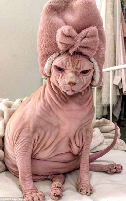 Hình ảnh mèo không lông Ai Cập ngầu quấn khăn
