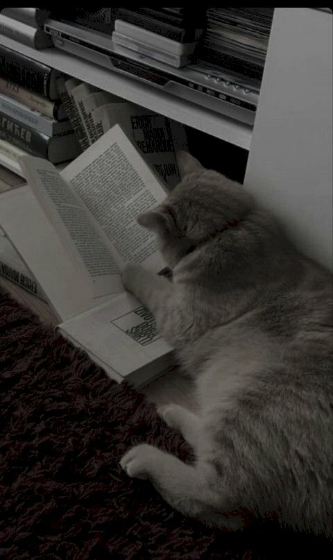 Hình ảnh mèo ngồi đọc sách chăm chỉ
