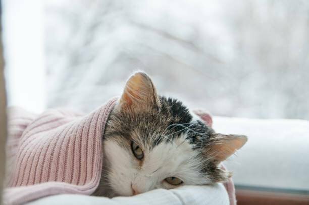 Hình ảnh mèo đắp chăn hồng cute