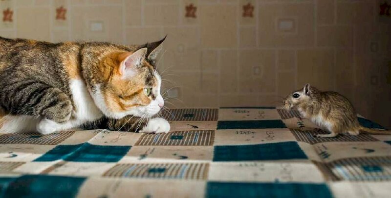 Hình ảnh mèo bắt chuột ngầu lòi