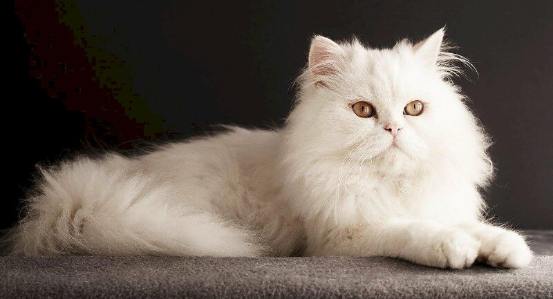 Chiêm ngưỡng vẻ đẹp tinh khôi của mèo trắng trong hình ảnh tuyệt đẹp này! Bạn sẽ bị thu hút bởi những chi tiết tinh tế trên bộ lông trắng tinh khiết của chú mèo này.