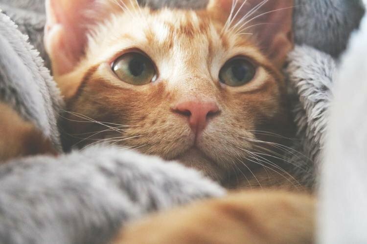 Hình ảnh mèo buồn bã cute