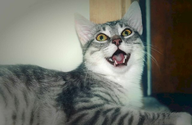 Hình ảnh mèo há mồm thở hài hước