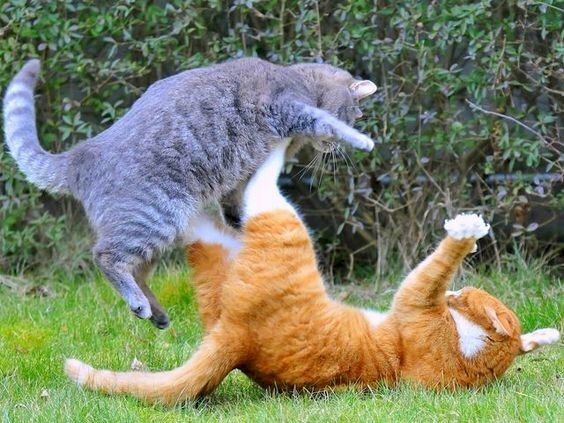 Hình hình ảnh mèo tiến công nhau lăn lộn lộn hài hước