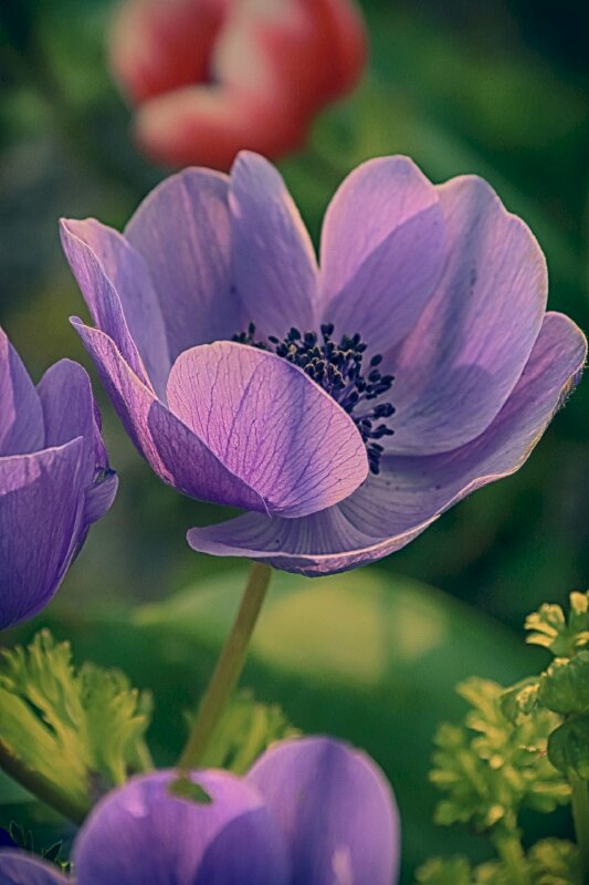 19 Hình ảnh hoa màu tím đẹp làm hình nền đẹp  Hình Ảnh Đẹp HD