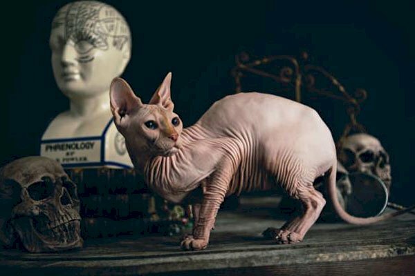 Hình ảnh mèo không lông sang trọng bên đầu lâu