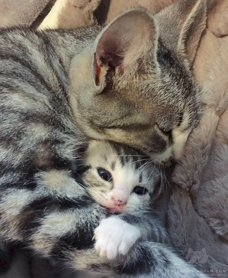 Ai yêu thích mèo và muốn thấy hình ảnh hai chú mèo ôm nhau ngủ thì đây sẽ là điều tuyệt vời dành cho bạn. Chúng xinh đẹp, dễ thương và tình cảm đến đáng yêu.