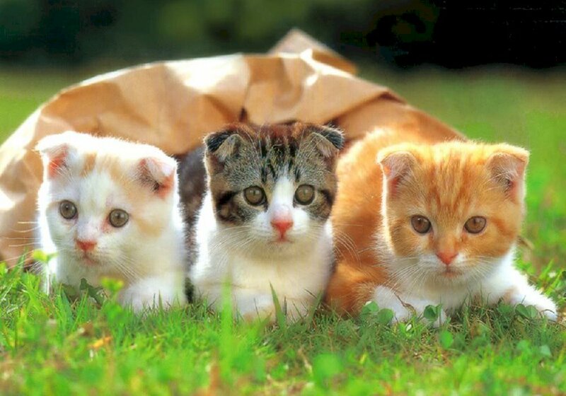 Đối với những người yêu mèo, bức ảnh này chắc chắn sẽ là một điểm sáng. Ba chú mèo trong ảnh này thật sự rất cute và đáng yêu. Hãy xem ngay để tận hưởng những khoảnh khắc ngộ nghĩnh và vui nhộn từ ba chú mèo này.