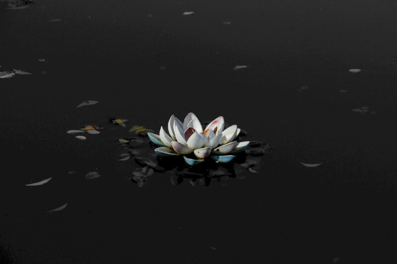 Hình ảnh hoa sen lẻ loi buồn ý nghĩa