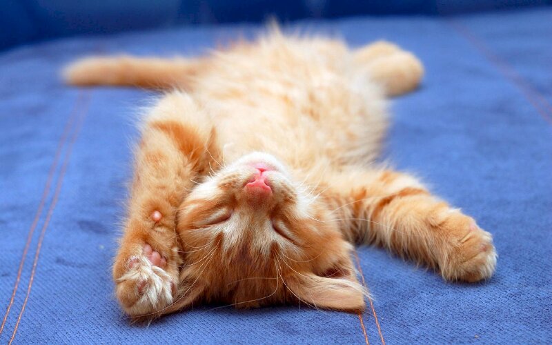 Hình ảnh mèo con đáng yêu nghịch ngợm nằm ngủ