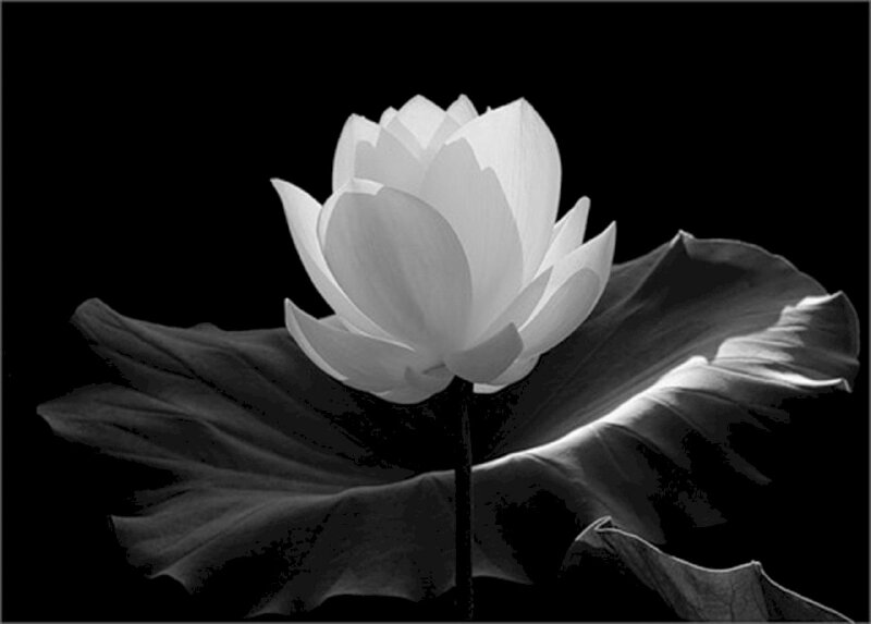 Một bức ảnh hoa sen buồn đẹp với những cánh sen trắng nhẹ nhàng, tươi tắn sẽ khiến bạn cảm thấy yên bình và tâm hồn được thanh thản. Tìm đến sự thanh tịnh và tình cảm từ loài hoa đẹp này, bạn sẽ nhận ra rằng cuộc sống cần có những khoảnh khắc để dừng lại và chăm sóc bản thân.