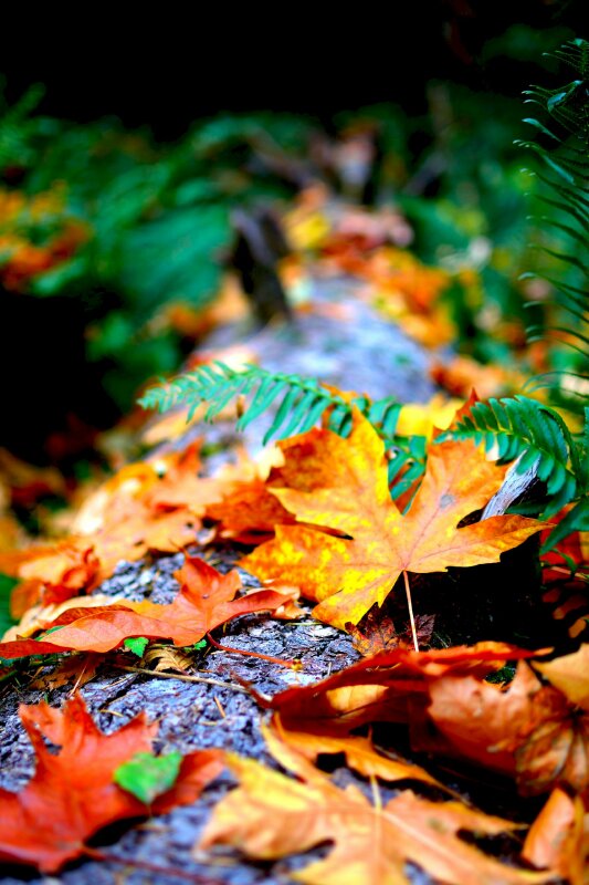 Hình nền lá phong đẹp, lá phong mùa thu cho máy tính, laptop | Mùa thu, Lá  cây, Hình nền