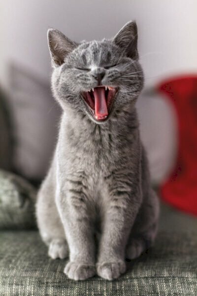 Hình ảnh mèo anh lông ngắn ngáp cute