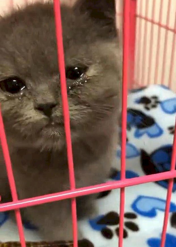 Mèo cute khóc mặt buồn bã Ảnh chế meme