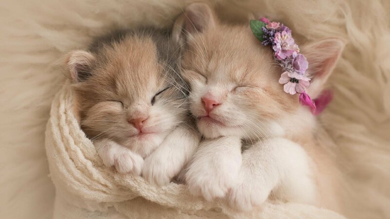 Điểm lại gương mặt 14 cặp đôi mèo dễ thương nhất trong ngày tình yêu