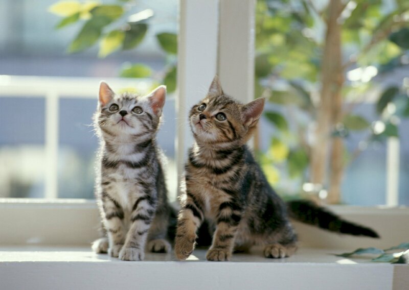 Top 101 ảnh mèo đôi đẹp nhất