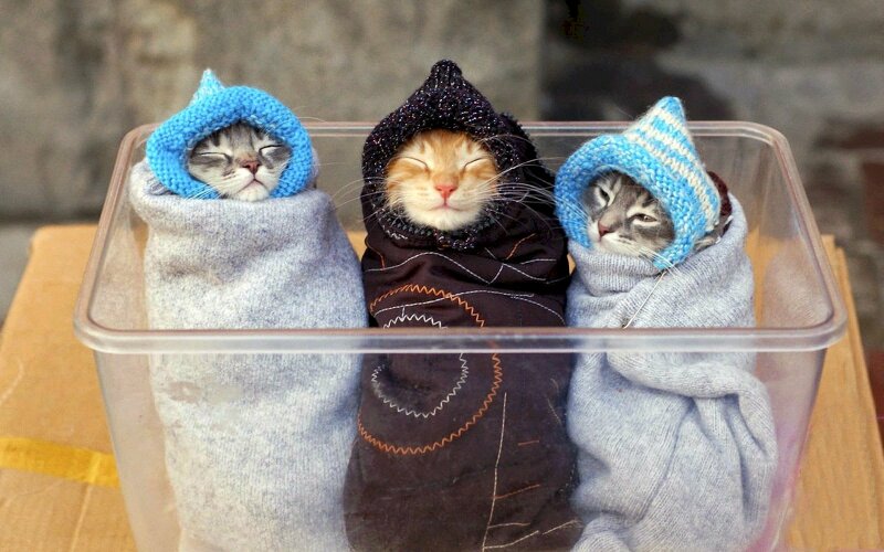 Hãy dành vài phút để chiêm ngưỡng bức ảnh 3 con mèo siêu hot này. Chúng tôi đảm bảo bạn sẽ yêu thích chúng ngay từ cái nhìn đầu tiên.