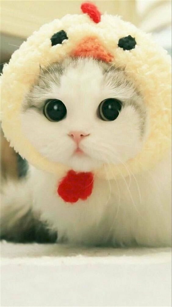 Top 101 ảnh mèo trắng cute đẹp nhất