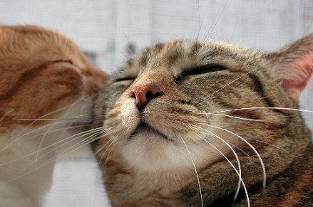 Cùng ngắm những chú mèo đáng yêu trong bức ảnh mèo yêu nhau này. Tình cảm chân thật của chúng sẽ làm cho bạn cảm thấy ấm lòng và muốn ôm mèo ngay lập tức.