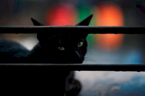 Hình hình họa mèo đen sì dễ thương sau tuy nhiên cửa
