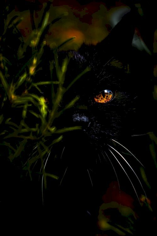 Hình ảnh mèo đen ngầu núp sau cây