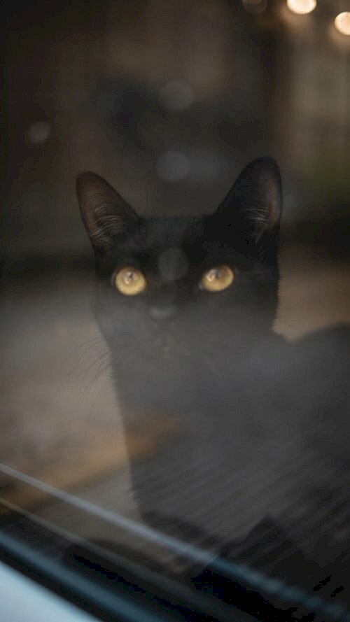 Hình hình họa mèo đen sì dễ thương sau cửa ngõ kính
