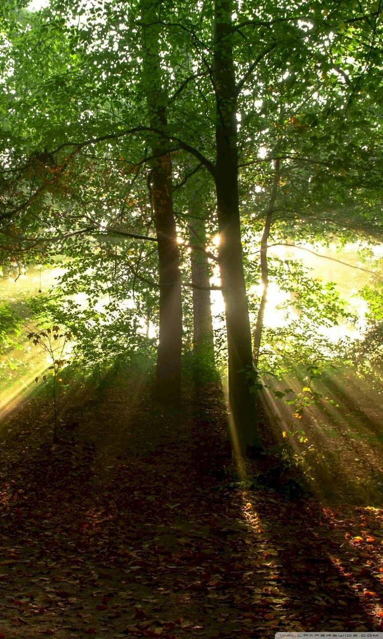 Hình nền điện thoại bình minh trong rừng chất lượng 4K
