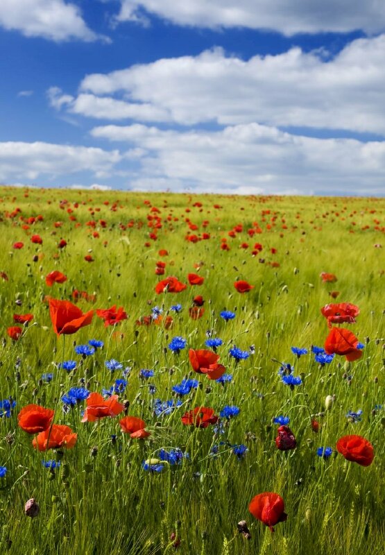 Top 101 hình nền cánh đồng hoa cho điện thoại đẹp nhất