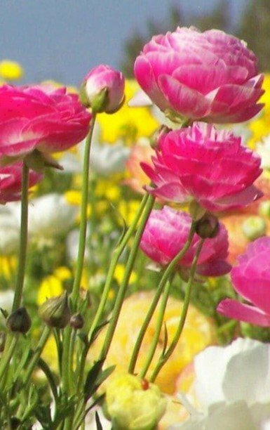 Ảnh nền điện thoại hình ảnh cánh đồng hoa hồng đủ màu sắc thắm