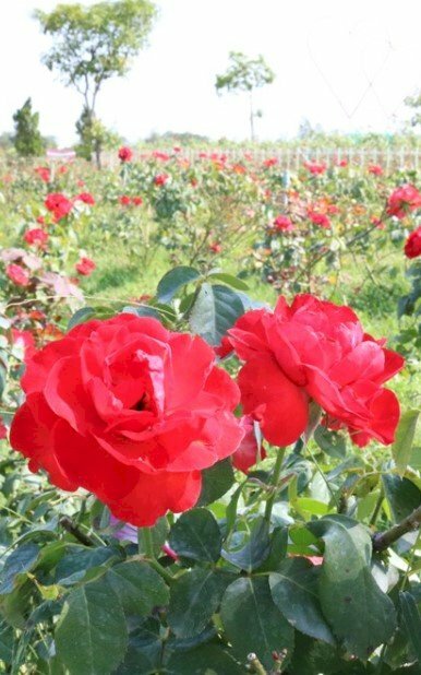 Ảnh cánh đồng hoa hồng tươi thắm trong nắng làm hình nền đẹp cho điện thoại