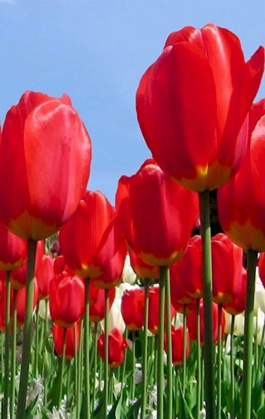 Wallpaper điện thoại đẹp hình ảnh cánh đồng hoa tulip rực sắc đỏ