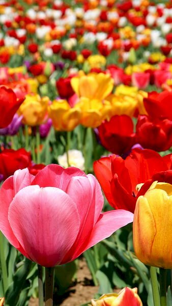 Hình nền cánh đồng hoa tulip đẹp tươi sắc thắm