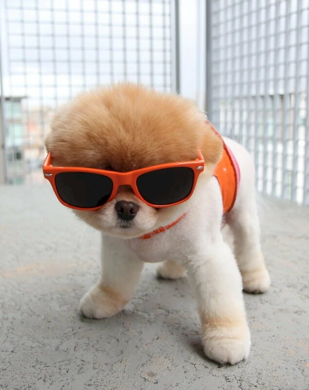 Hình nền điện thoại cún con đeo mắt kiếng cool ngầu