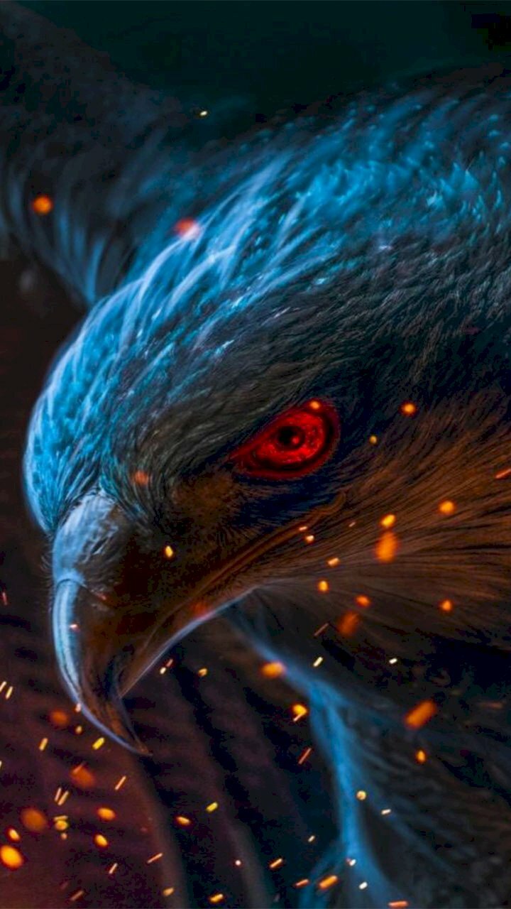 50 Hình Nền Đại Bàng Đẹp Mạnh Mẽ 3D Full HD 2K 4K  Bald eagle Eagle  pictures Eagle wallpaper