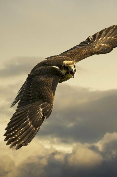 Hình nền điện thoại đẹp đại bàng bay liệng dũng mãnh trên bầu trời xanh