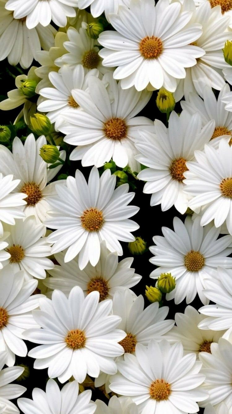 50 Hình nền Cúc Họa Mi đẹp nhất | Hoa cúc, Hình nền hoa, Nhiếp ảnh ngoài  trời