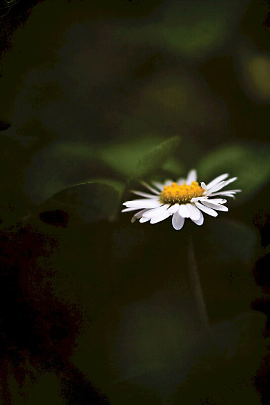 Hình nền hoa cúc trắng buồn cho điện thoại