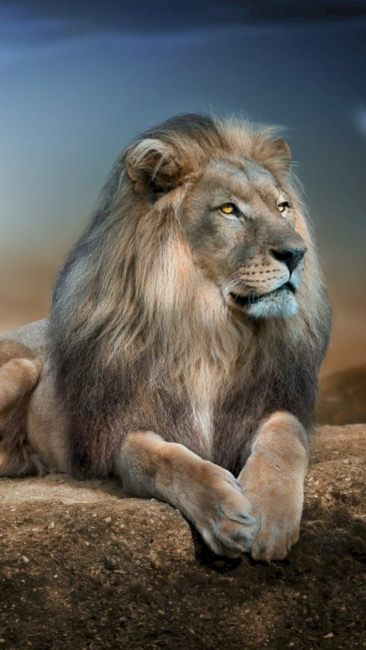 Hình nền sư tử đẹp nhất cho máy tính Lion pictures Lion photography King painting