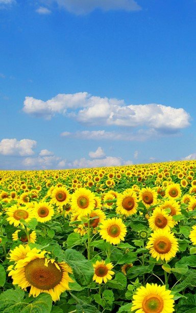 Top 101 hình nền cánh đồng hoa cho điện thoại đẹp nhất Top 101 Hình Nền Cánh Đồng Hoa Cho Điện Thoại Đẹp Nhất