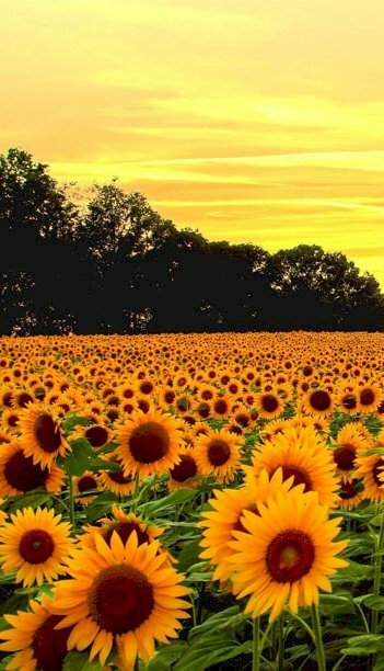 Ảnh nền điện thoại cánh đồng hoa hướng dương triệu bông đẹp mê mẩn