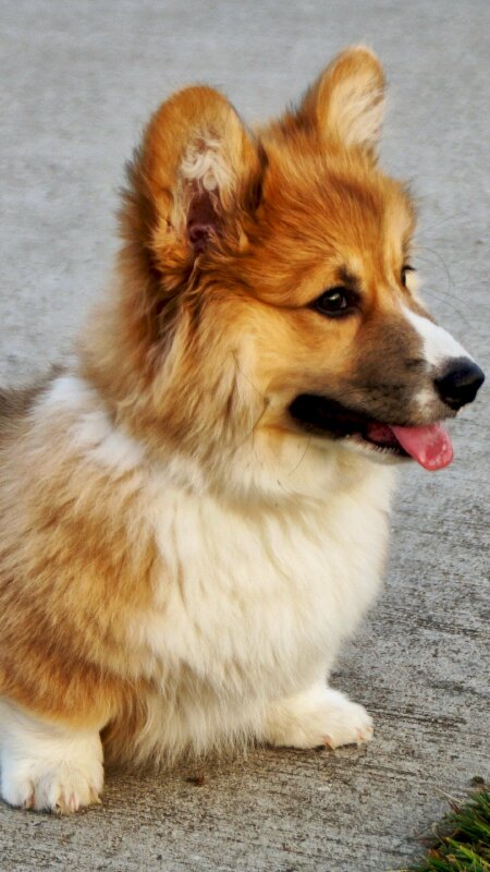 Hình nền điện thoại chó Corgi đẹp