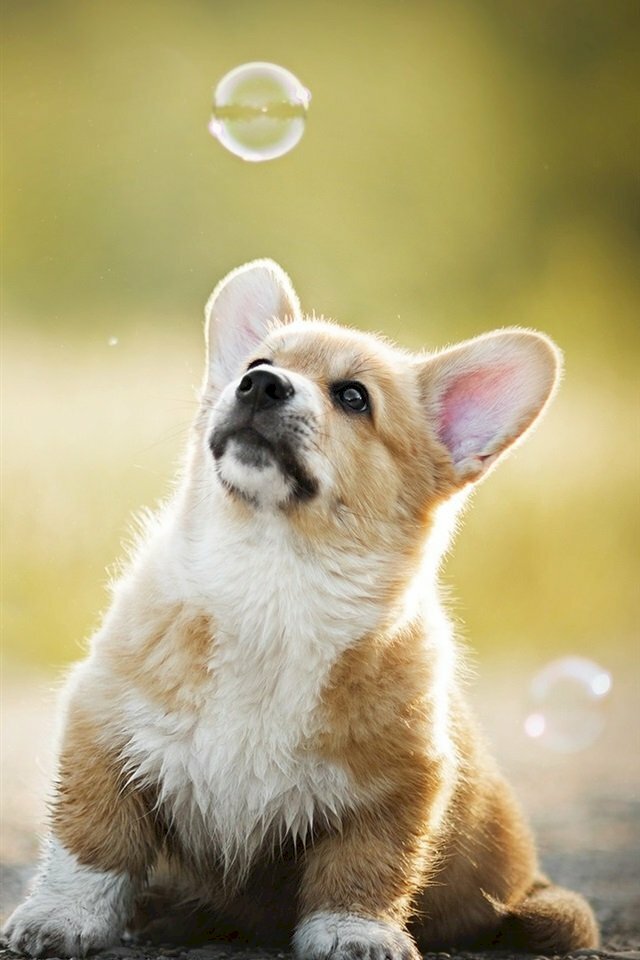 Ảnh dễ thương chó Corgi chơi đùa bong bóng xà phòng làm wallpaper điện thoại đẹp