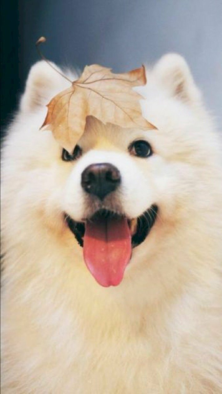 Hình ảnh cún con dễ thương đáng yêu đẹp nhất thế giới Hà Nội Spirit Of Place