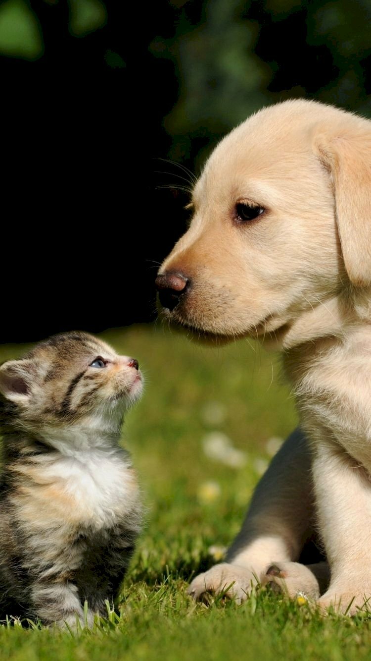 Hình nền Nền Con Chó Và Con Mèo Yêu Nhau Nền Chú Chó Con Mèo Yêu Và Quý  Background Vector để tải xuống miễn phí  Pngtree