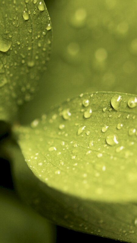 Hình nền điện thoại đẹp giọt nước đọng trên lá cây