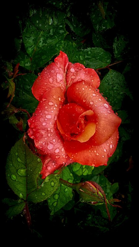 Hình nền điện thoại giọt nước trên hoa hồng tuyệt đẹp